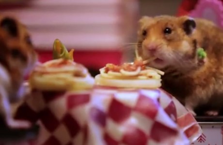 tiny hamsters going on Valentine's date - 2