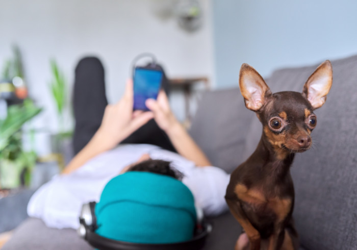 teen boy headphones phone dog starting at camera